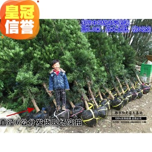 罗汉松精品造型树 基地直销罗汉松大树 桩盆景 罗汉松大树 18年