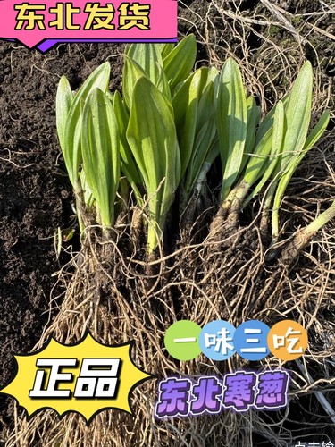 东北种苗根山葱寒葱茖葱熊葱鹿耳葱苗根，现挖现发货三年苗