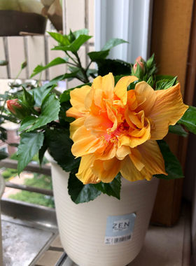 进口扶桑花盆栽 重瓣带花苞 朱槿老桩植物室内多色四季开花