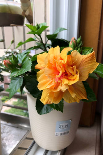 进口盆栽重瓣朱槿室内多色扶桑花