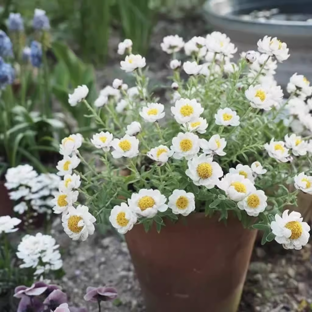 植物纸鳞托菊阳台庭院春季