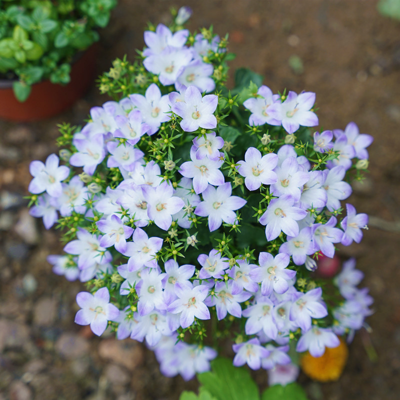 重瓣丹麦阳台庭院易活草本花卉