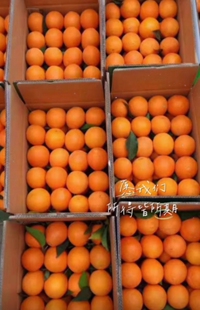 大凉山雷波脐橙精品小果10斤包邮（西藏新疆内蒙古东北三省除外）