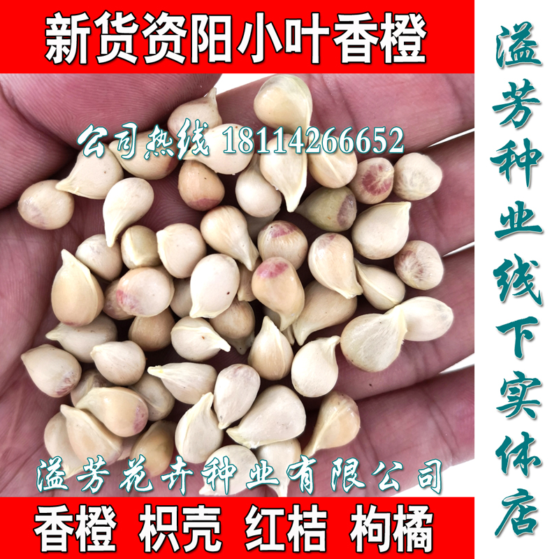 新采小叶香橙种子枸橘枳壳种籽子枸桔树苗嫁接砧木红桔柠檬篱笆