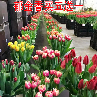 耐寒进口五度易活秋季郁金香种球