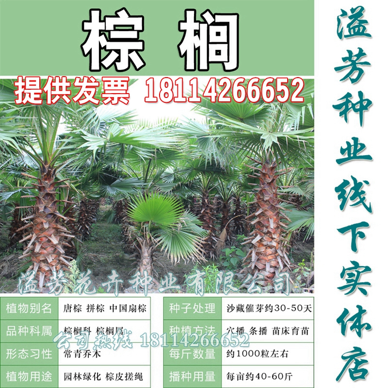 新采棕榈种子供应 唐棕榈 山棕树 滕琴绘 芭蕉伞树种子 棕树种子
