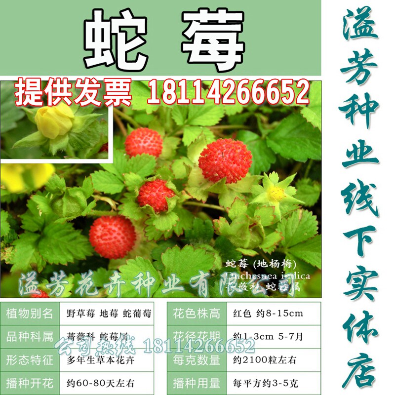 蔬果种籽蛇莓种子野草莓种子别名蛇泡草龙吐珠三爪风盆栽阳台可播