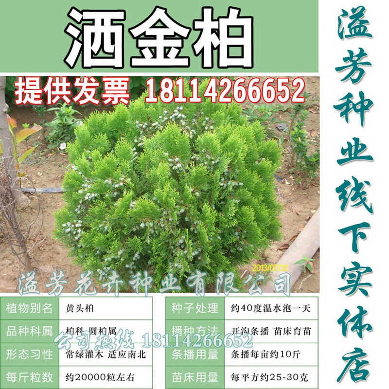 Sell Arborvitae seed Sa Jinbo seed Tabori seed Cypress Cypress seed Cypress seed Juniperus Treatsin the Flower delivery/Flowers simulation/Plants gardening , Flowers/Fruits and vegetables/Lawn seed (New) , Home &amp; Garden Seeds  category - from Buy2taobao.com to provide professional Taobao agent buy service