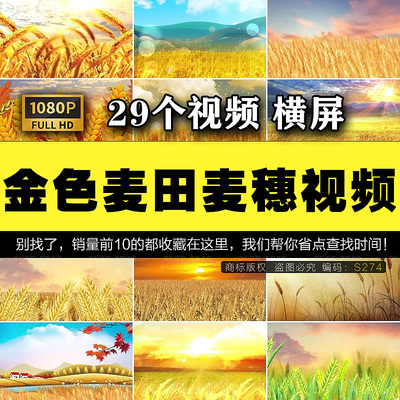 金色麦田麦穗风吹麦浪秋天丰收高清背景视频唯美秋天风景素材S274