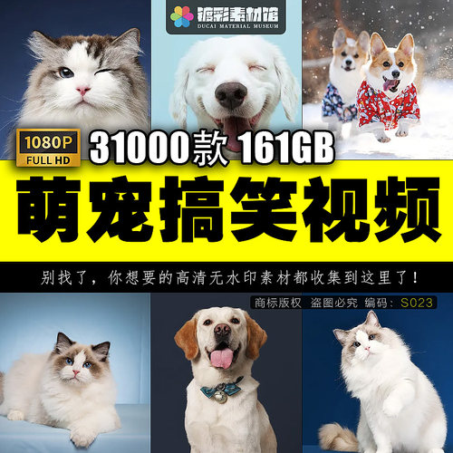 抖音短视频高清无水印国外萌宠动物猫咪宠物搞笑直播剪辑素材S023