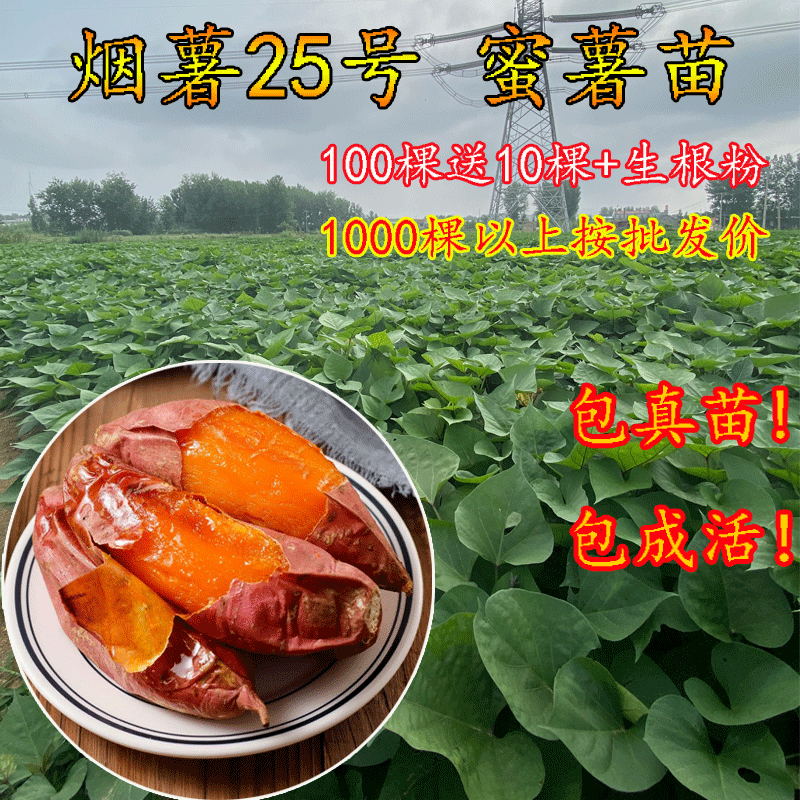 红薯苗烟薯25号蜜薯秧红黄心种植高产农科院原种脱毒藤100棵包邮