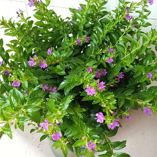 满天星 细叶雪茄花 萼距花鲜花盆栽花卉庭院阳台窗台四季开花包邮