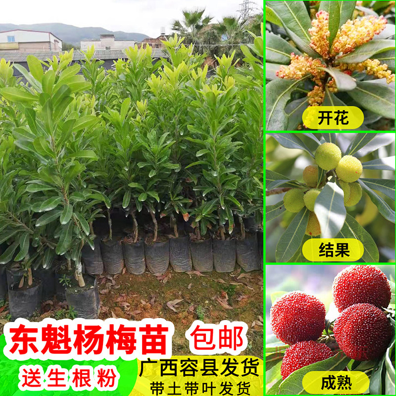 东魁杨梅果树苗嫁接苗六月杨梅苗早熟杨梅苗果树苗可盆栽地栽包邮