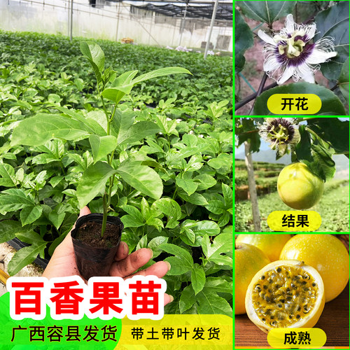 百香果苗黄金果百香果苗钦蜜百果苗紫香嫁接台农一号四季结果树苗 - 封面
