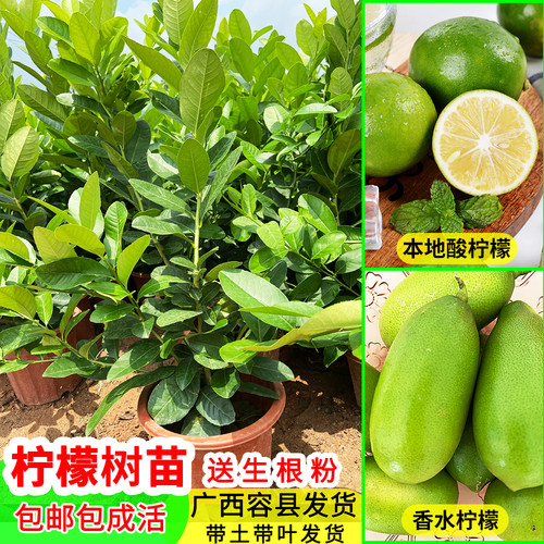 柠檬果树苗庭院盆栽果树苗香水柠檬苗柠檬苗四季结果南北种植包邮 - 封面