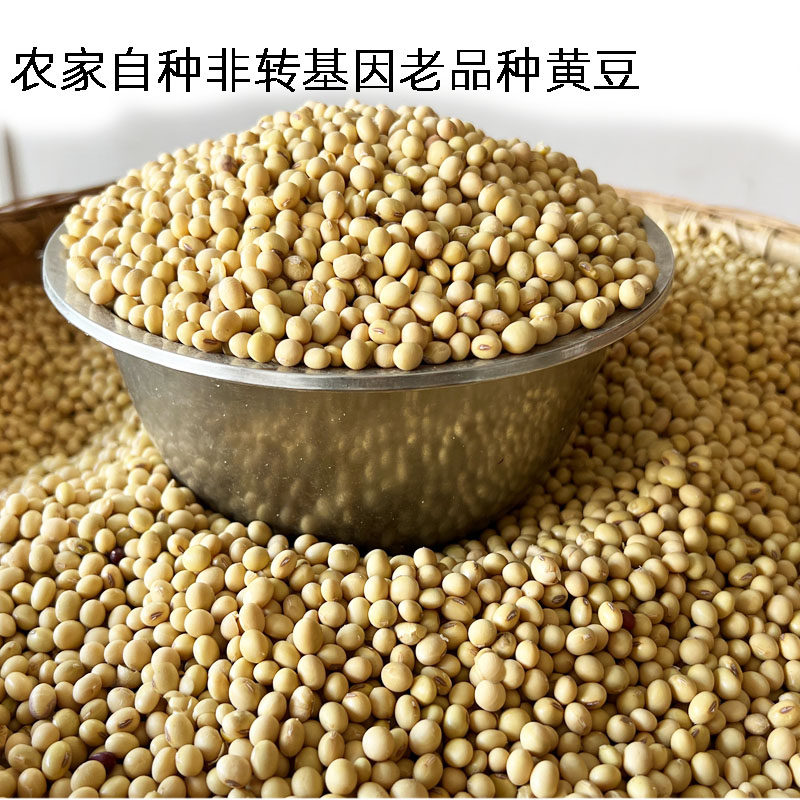 新货非转基因小黄豆陕西汉中农家自种老品种精选黄豆打豆浆菜豆腐