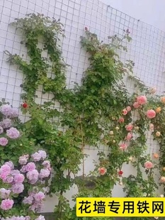 爬藤铁丝网花架月季 蔷薇植物上墙爬藤专用钢丝网花墙网格架花卉架
