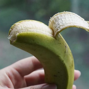 南东西 云南本地高山香蕉 青蕉发货 收到需捂熟 香甜软糯 安心吃