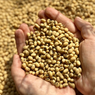 南东西 云南农家老品种山地土黄豆笨黄豆 有黑脐 500g/份