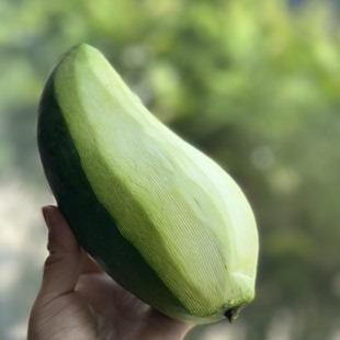 南东西 好吃的云南大青芒 生熟两吃的芒果 生吃脆甜 熟吃软糯