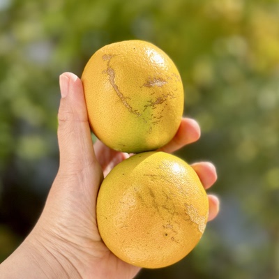 云南哀牢山老树花皮冰糖橙子褚橙丑花斑果 个小皮薄清甜 每日现摘