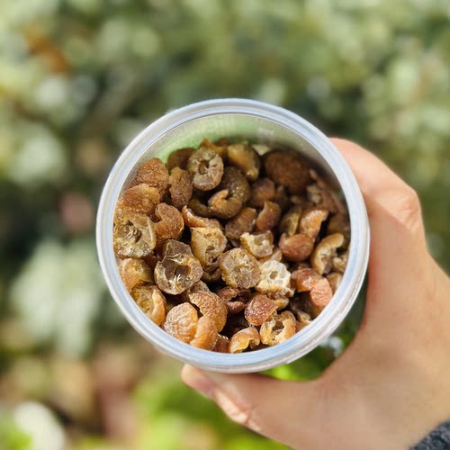 云南深山野生滇橄榄干