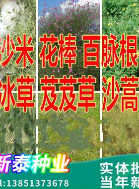 固沙牧草沙蒿种子芨芨草冰草沙米沙蓬米百脉根五叶草花棒种子