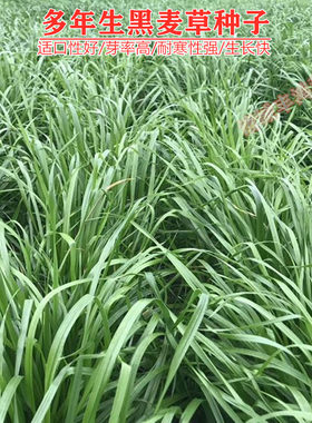 多年生黑麦草种子耐寒养牛羊鸡鹅鱼苜蓿草种籽牧草养殖黑麦草籽