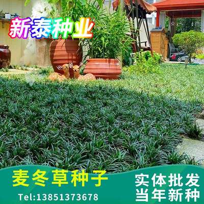 麦冬草种子玉龙草细叶宽叶日本矮生麦冬草庭院绿化草坪牧草种籽
