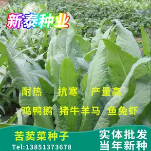 苦荬菜种子养鹅四季 养猪草牧草猪鸡鸭鹅兔鱼草籽苦麻菜苦麦菜高产