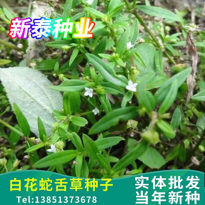 白花蛇舌草种子药材种子蛇脷草种子四季春秋播阳台盆栽半枝莲种籽