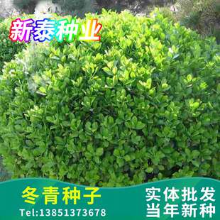 冬青种子 卫矛种子 大叶黄杨 日本冬青 冬青卫矛 北海道黄杨种子