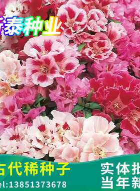 古代稀种子送春花晚春锦花园花坛花境四季易种花籽易活耐寒花种子