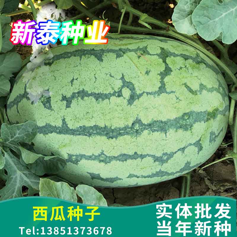 散装西瓜种子阳台盆栽庭院种植家种早熟抗病清热解暑食用药籽