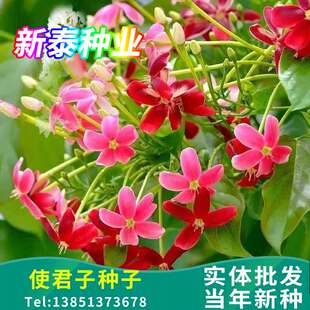 使君子种子舀求子四君子爬藤植物阳台盆栽攀爬花卉药材史君子种籽