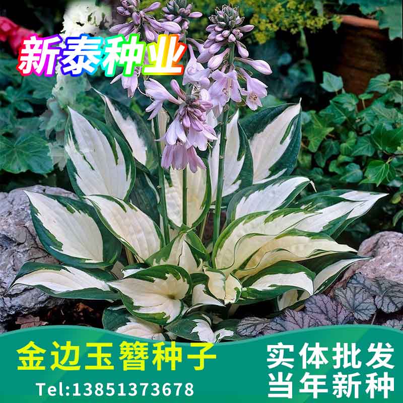 荷兰进口玉簪花苗阴生可选庭院阳