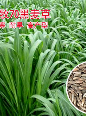 混播优质草坪种子黑麦草四季可播草籽 四季青草坪种子草坪皮包邮