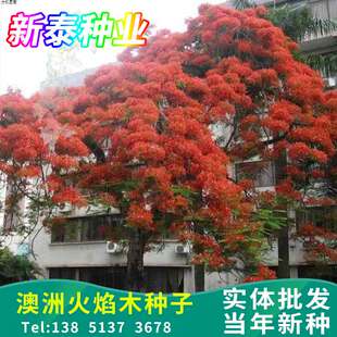 澳洲火焰木种子火焰酒瓶树种籽槭叶瓶干树槭叶苹婆别墅庭院绿化树
