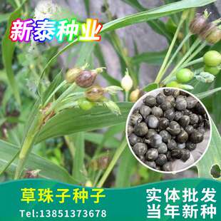 草珠子种子野生圆形薏苡草菩提薏珠子玩耍散珠手串手链门帘佛珠子