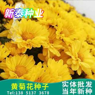散装黄菊花种子 食用泡茶 贡菊 野生小杭白菊花野菊花种子