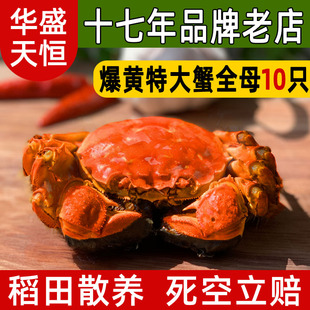 盘锦河蟹全母 多规格 湿地大闸蟹稻田螃鲜活蟹现货礼盒顺丰包邮