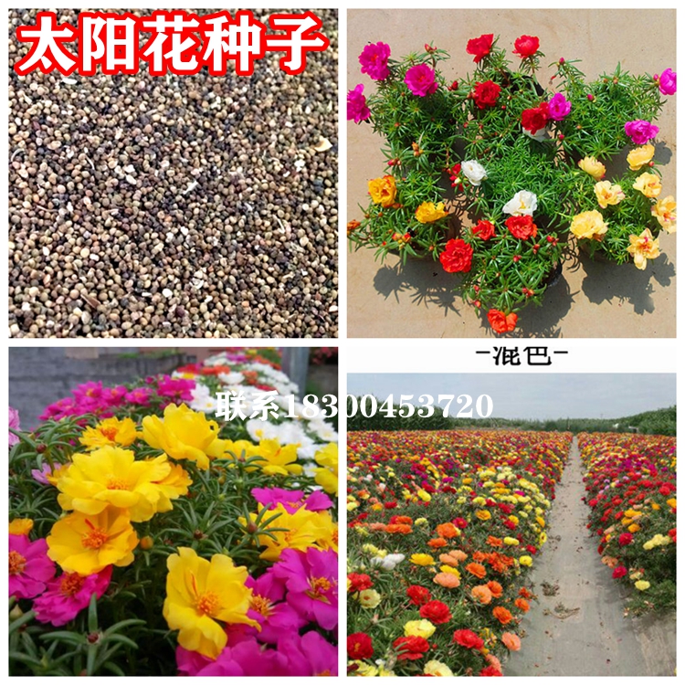 太阳花种子重瓣太阳花花籽多年生草本花卉植物花草种植出苗率高好