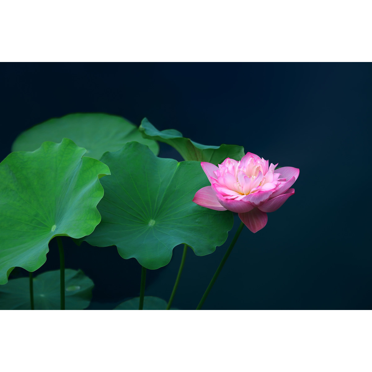 荷花千层红/千瓣莲图片(1张) 原创高清优质素材摄影作品