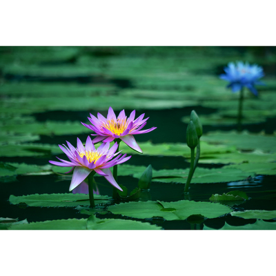 睡莲照片甘娜(1张)  爱拍拍影像原创唯美壁纸