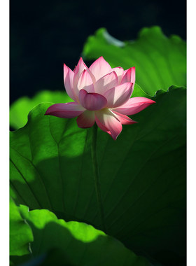 原创摄影作品-粉红色荷花/莲花光影(1张) 高画质素材手机壁纸图片