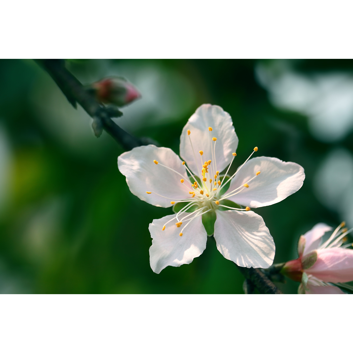 摄影作品 - 单瓣桃花(2张) 原创高清大自然春色素材原图片