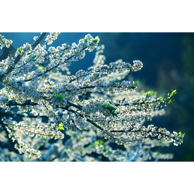 李花盛开(1张) - 原创花卉摄影作品 高清春色素材