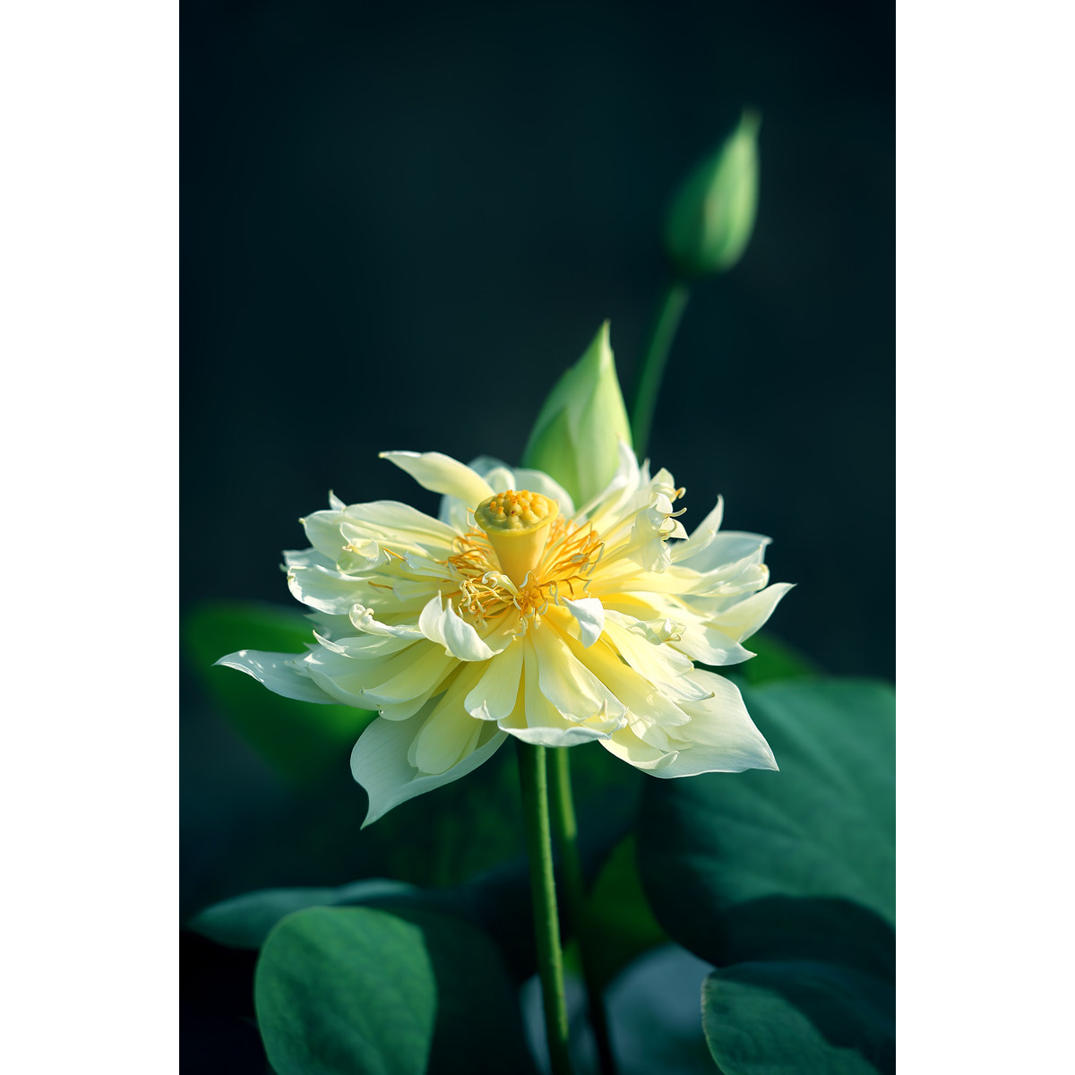 精选碗莲黄色荷花图片(1张) 竖版美图素材手机壁纸头像