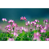 儿时记忆 3张 童年回忆图片 红花草组图 紫云英