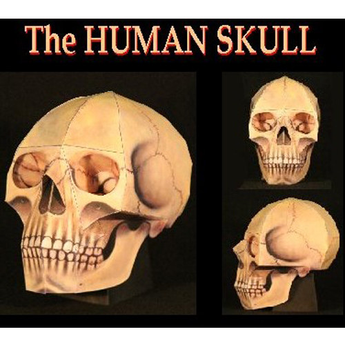 立体手工制作骷髅头1比1头骨纸模